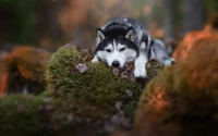 Husky siberiano relaxando em rochas cobertas de musgo em um cenário florestal bokeh