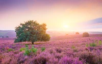 Lebendiger Sonnenaufgang über lila Heide im Frühlingsland