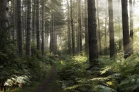 Sunlit Path Through a Serene Old Growth Forest