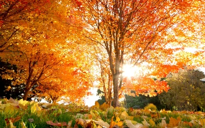 Golden Autumn Grove: Sunlit Maple Trees and Fallen Leaves