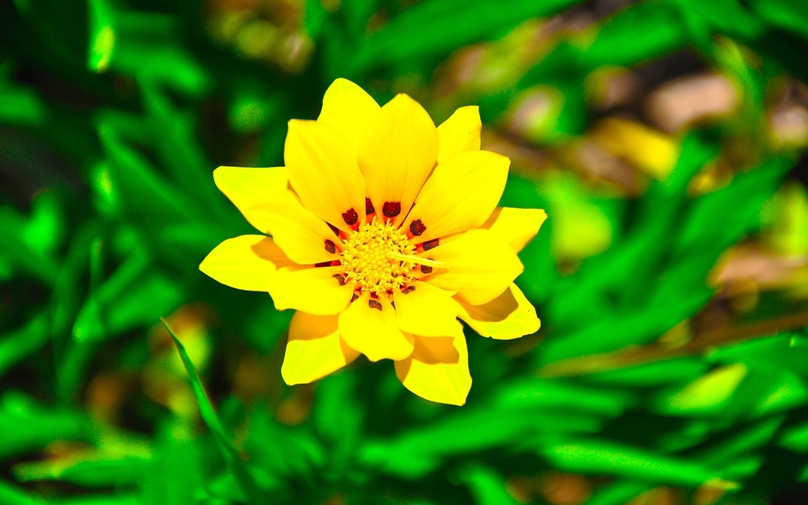 Gelbe blume mit rotem zentrum auf einem grünen feld (blütenblatt, gelb, pflanze, wildblume, gänseblümchenfamilie)