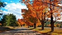 automne, arbre, feuille, nature, à feuilles caduques