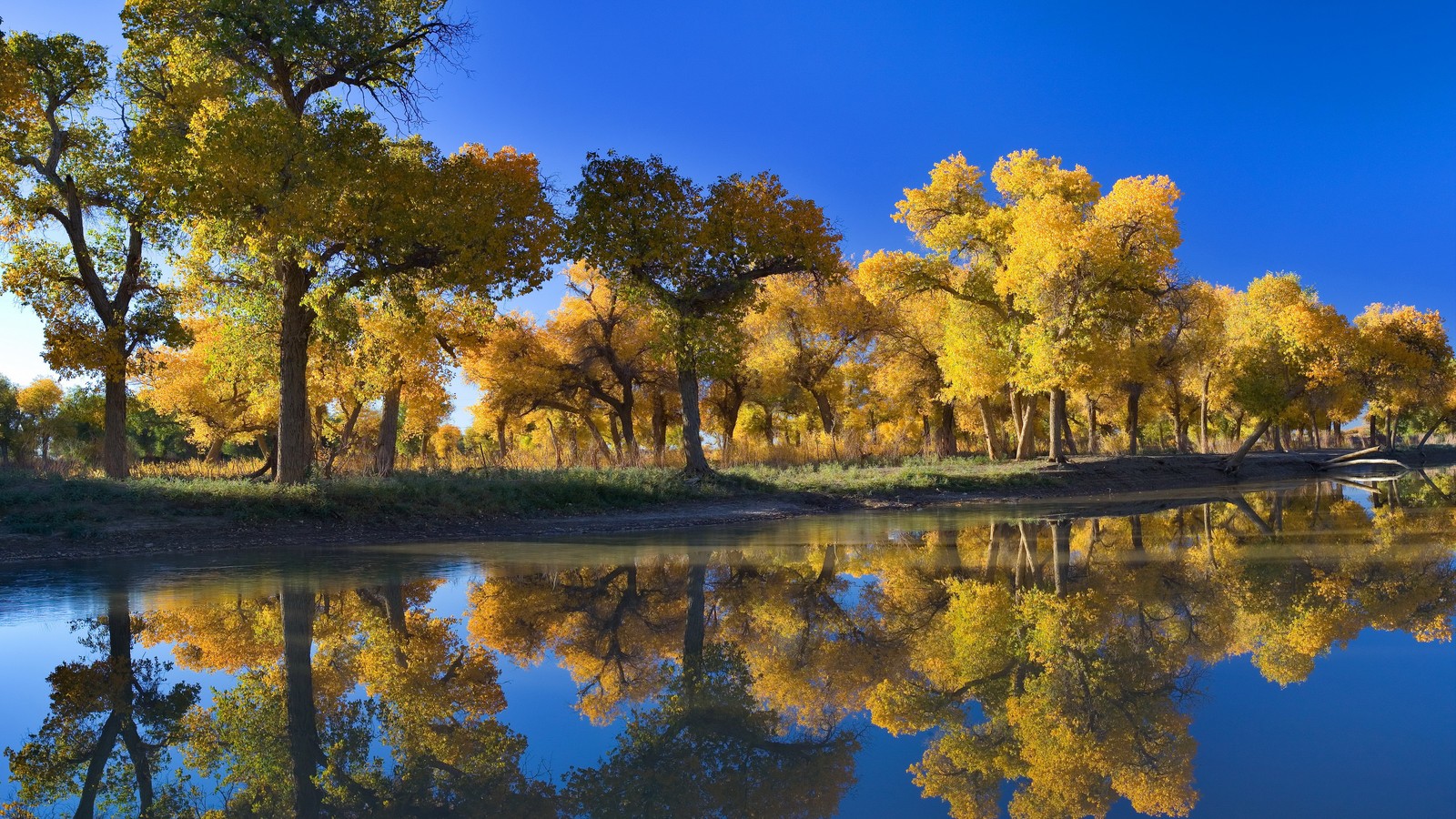 A river with trees and a bridge in the middle of it (reflection, nature, tree, water, autumn)