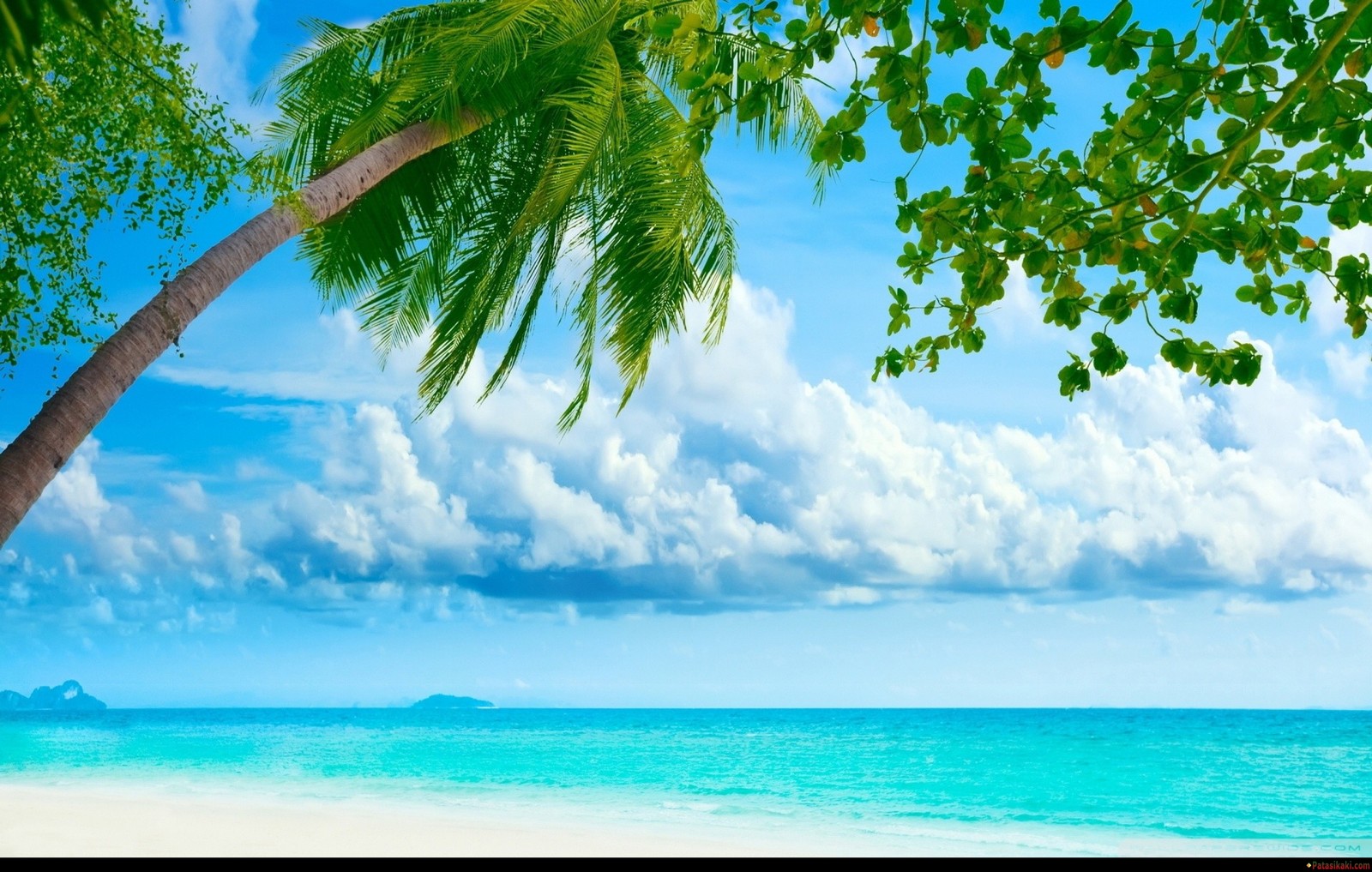 nature, daytime, tropics, tree, caribbean wallpaper