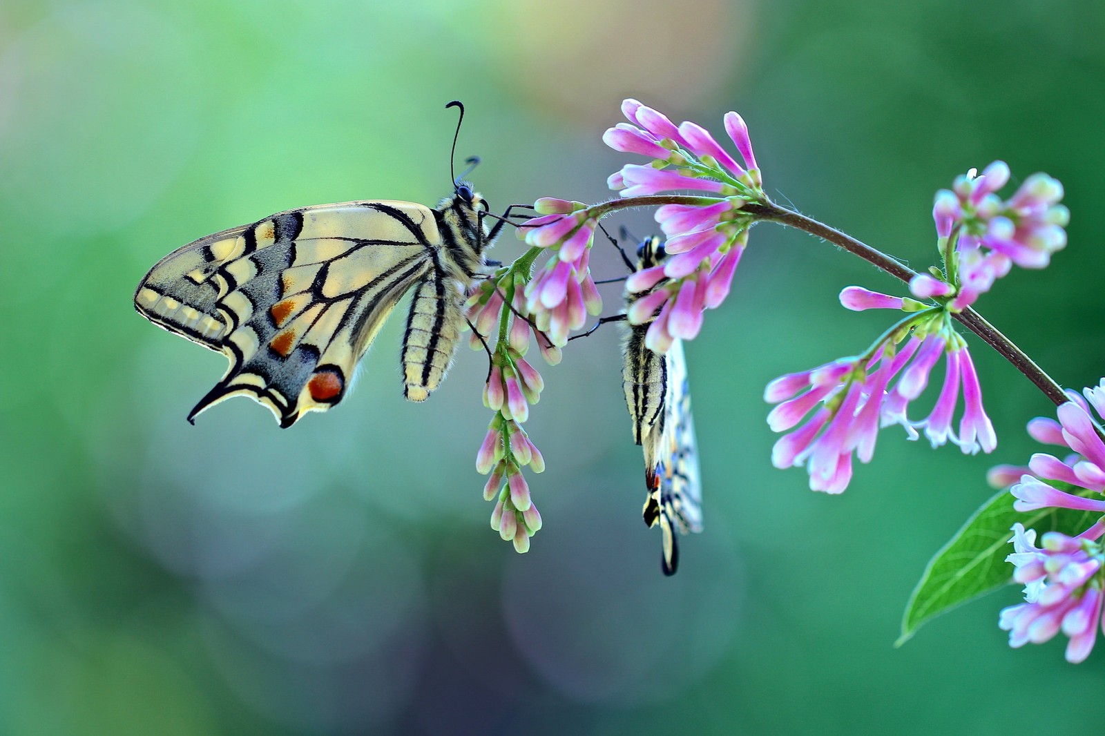 Il y a un papillon qui se pose sur une branche de fleur (papillon monarque, insecte, papillon, papillons de nuit et papillons, pollinisateur)