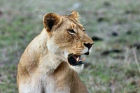 Lionne de profil au milieu des herbes de la savane, montrant son expression féroce et sa présence puissante.