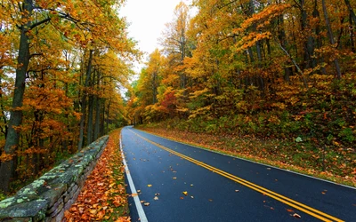 automne, arbre, feuille, nature, route