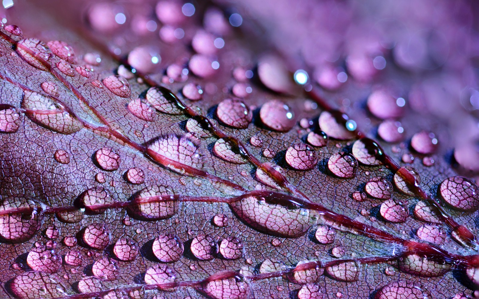 Крупный план листа с каплями воды на нем (purple leaf, роса, макро, капли, 5k)