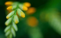 yellow, flora, macro photography, petal, bud