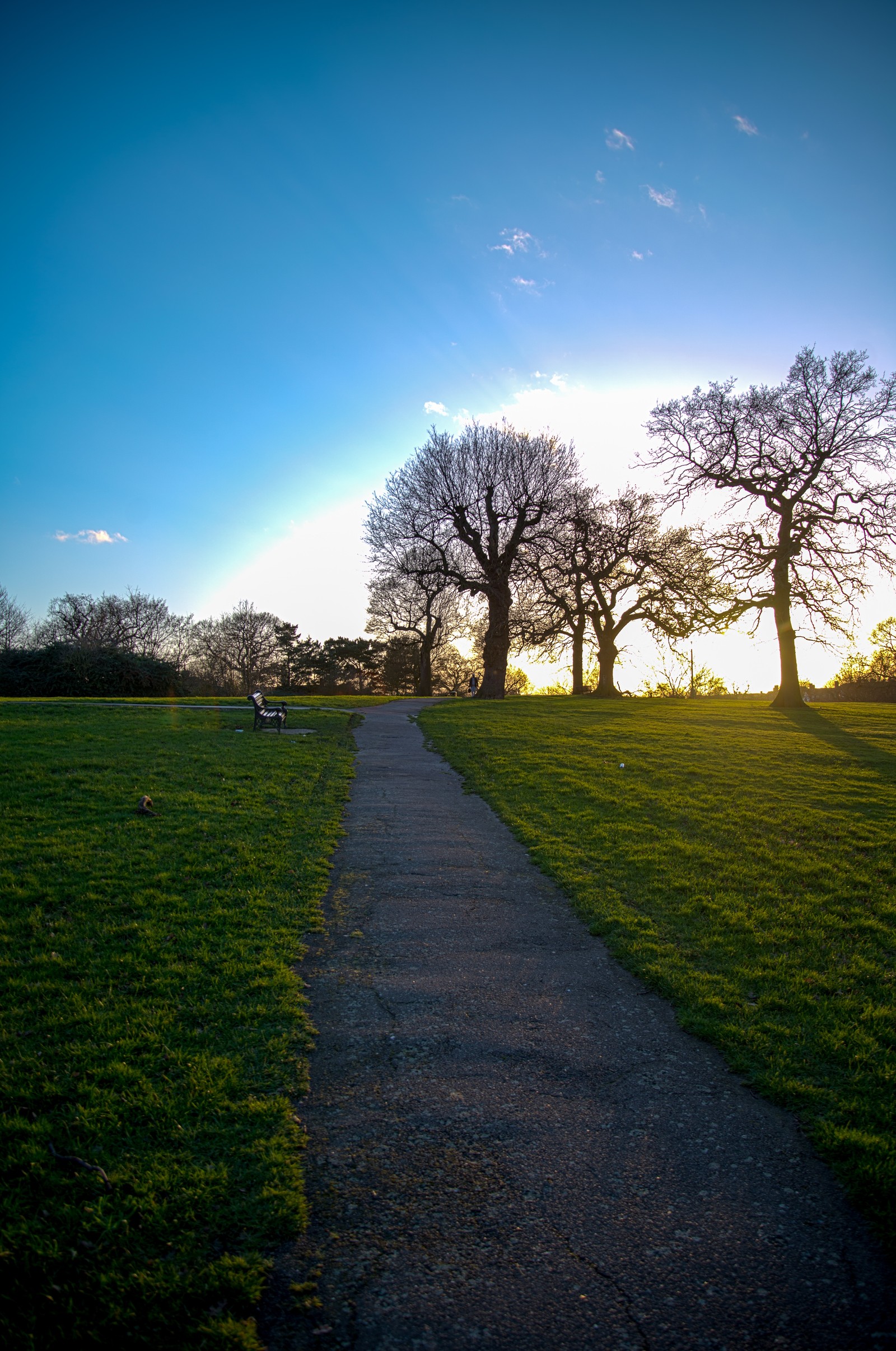 Un banc dans le parc est posé sur le bord d'un chemin (nature, paysage naturel, vert, arbre, herbe)