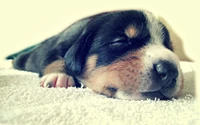 puppy, dog breed, snout, puppy love, rottweiler wallpaper