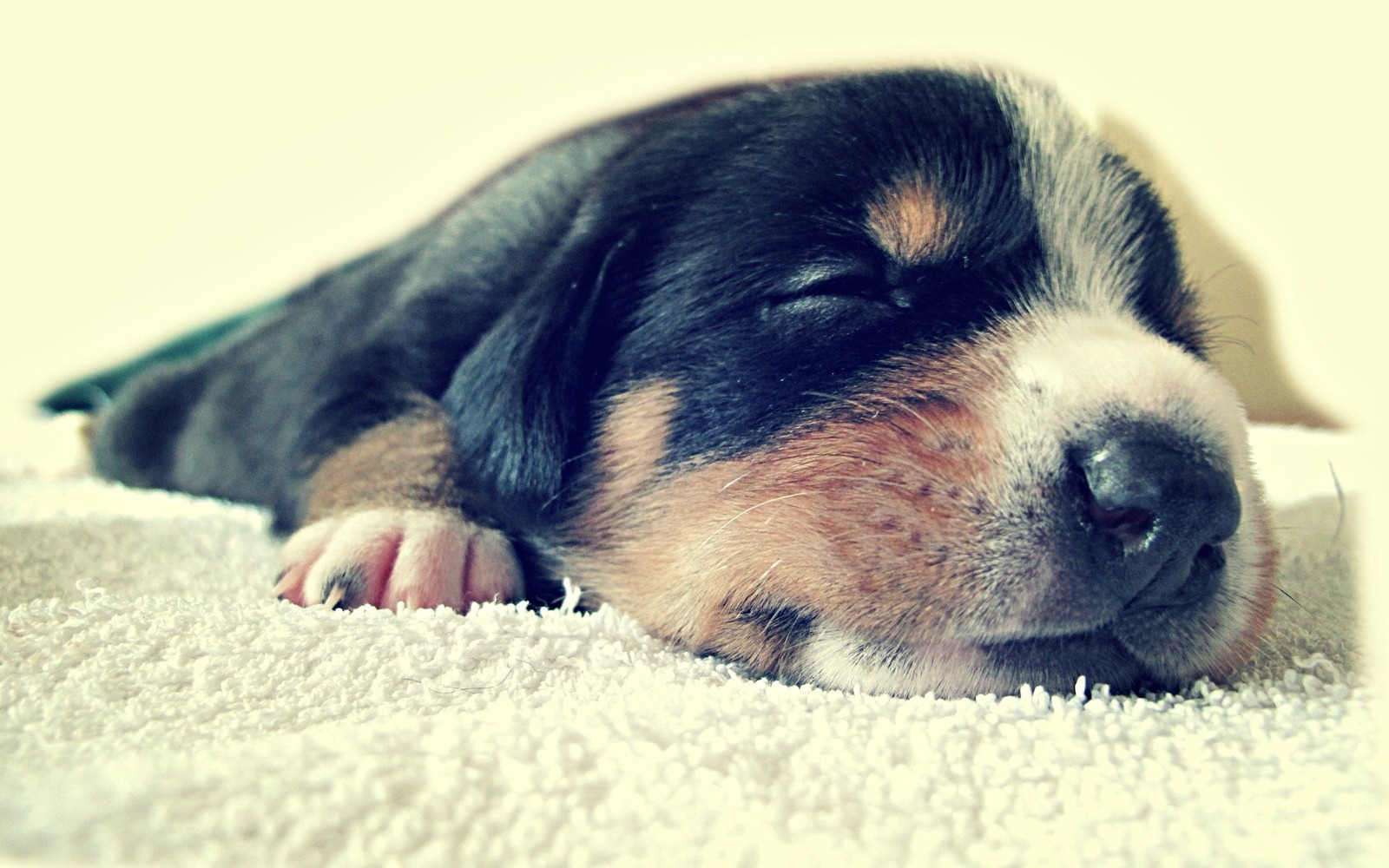 Un chiot dort sur une couverture blanche avec les yeux fermés. (chiot, race de chien, museau, amour de chiot, rottweiler)