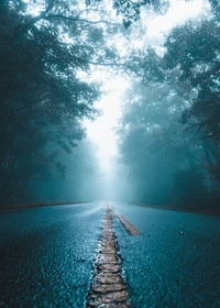 Misty Road Through Lush Forest Landscape