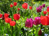 Tulipas vibrantes em um jardim botânico