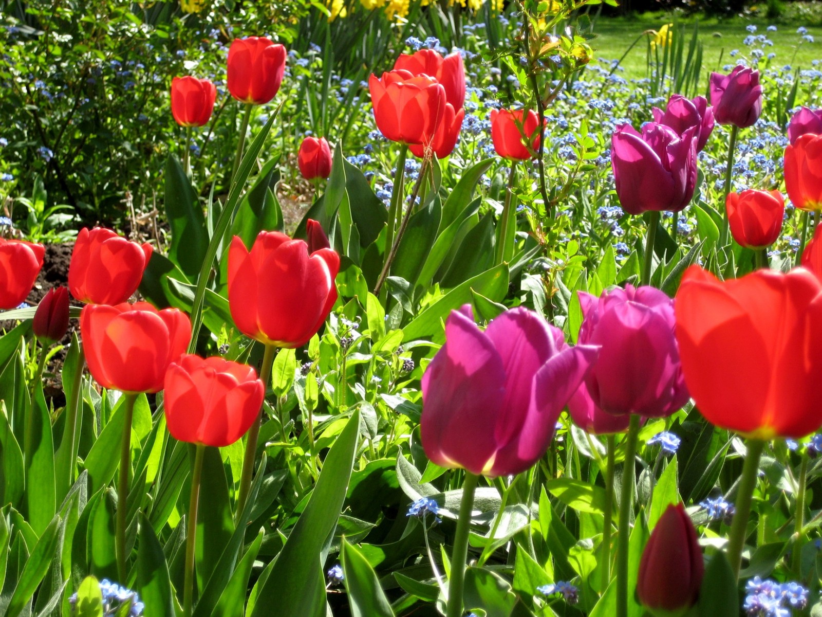 Há muitas flores de cores diferentes no jardim (planta com flores, pétala, auglis, prado, jardim botânico)