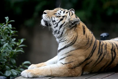 siberian tiger, bengal tiger, tiger, wildlife, terrestrial animal