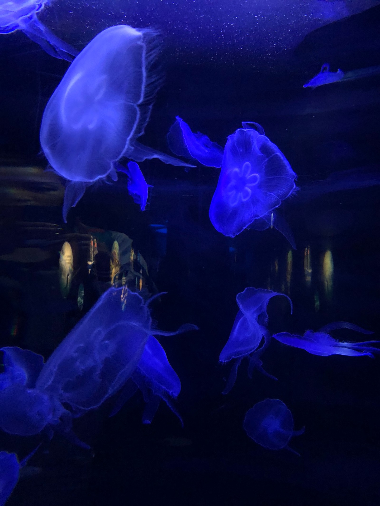 Jellyfishs in a tank with blue lights in the dark (jellyfish, blue, underwater, electric blue, majorelle blue)