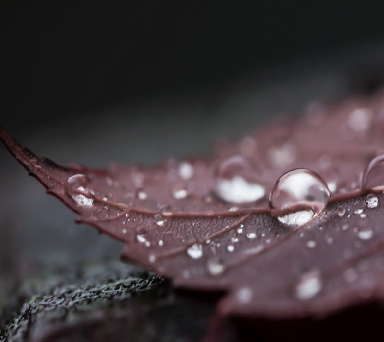 Um close em uma folha com gotas de água nela (gotas, água)