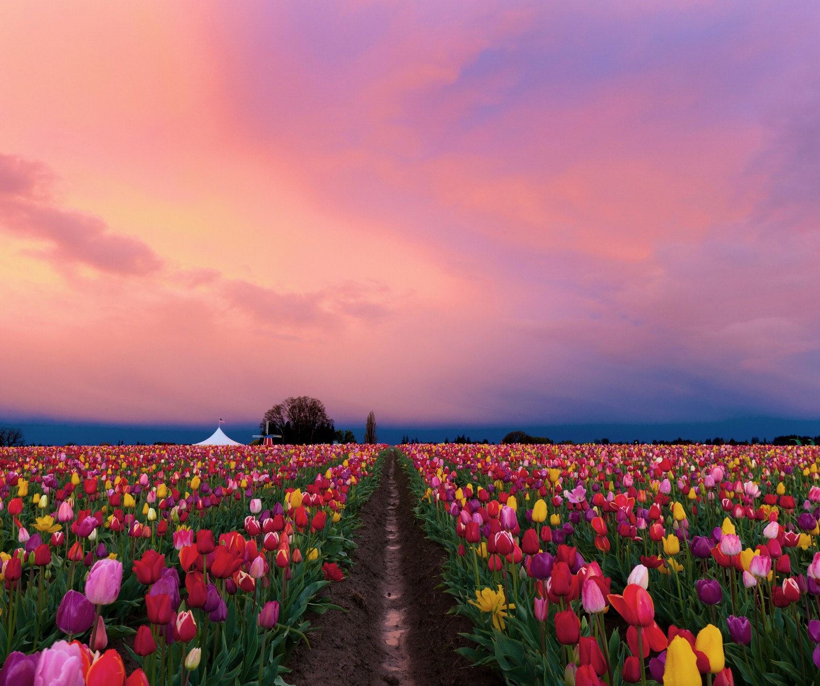 Une vue aérienne d'un champ de tulipes avec un arbre solitaire au loin (fleurs, nature)