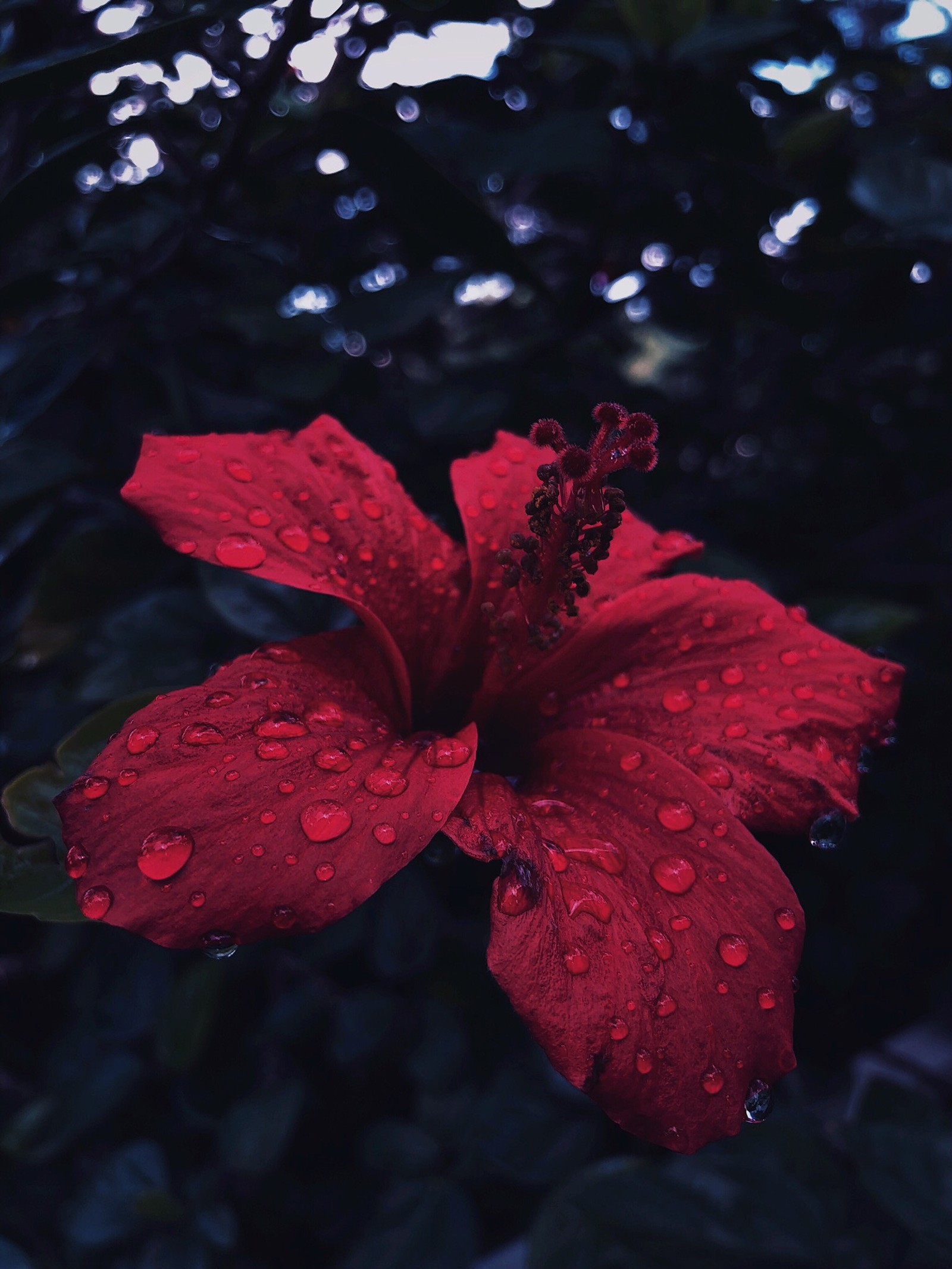 Nahaufnahme einer roten blume mit wassertropfen darauf (blume, hibiskus, natur, regen, regentropfen)