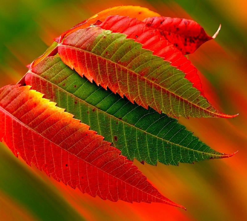 Des feuilles d'un arbre avec des feuilles rouges et vertes (nature)