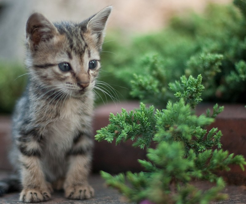 Маленький котенок сидит на земле рядом с растением (животное, кот, милый, котёнок, домашнее животное)