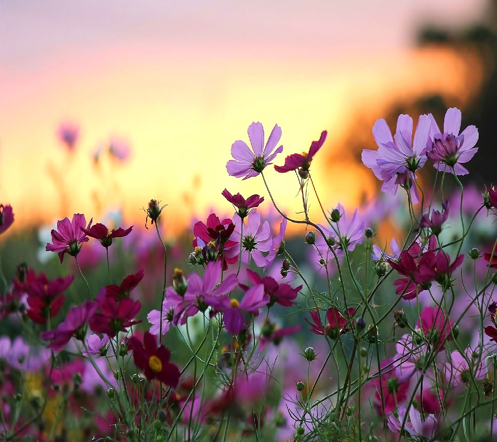 Purple flowers in a field with a sunset in the background (nature)