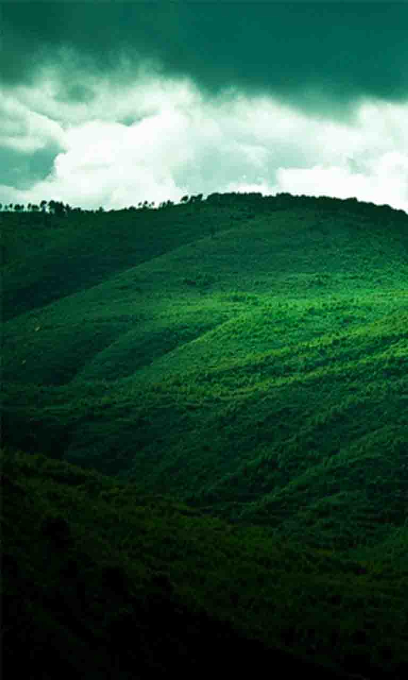 There is a green hill with a lone tree on it (grass, green, mountain)