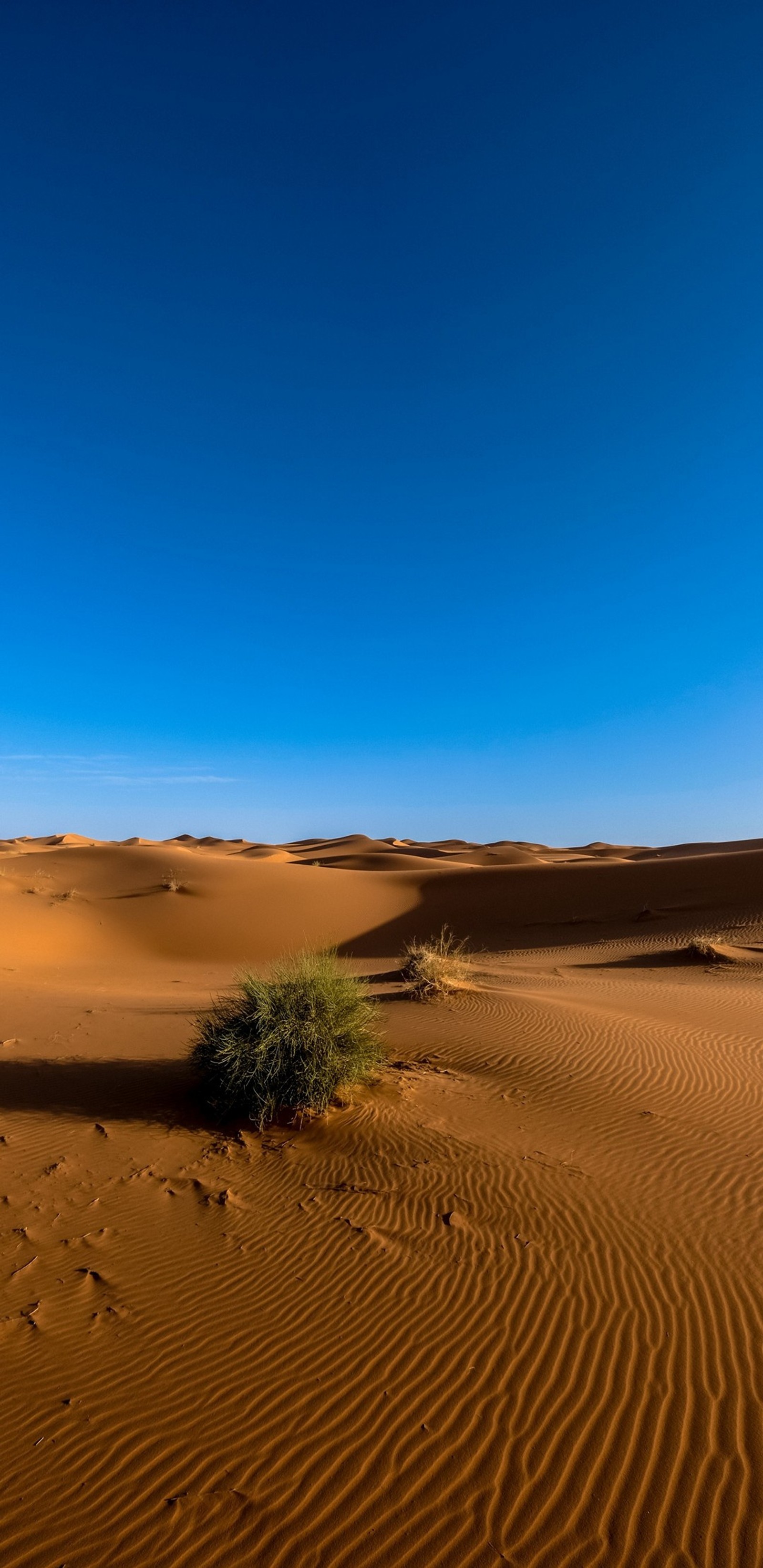 Arabische wüste mit einem kleinen baum in der mitte (wüste, sand)