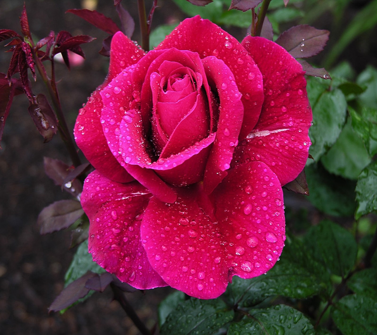 Arafed rose with water droplets on it in a garden (amazing, hd, mixed rose, pink, red rose)