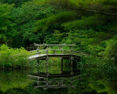 brücke, wald, grün, dschungel, natur