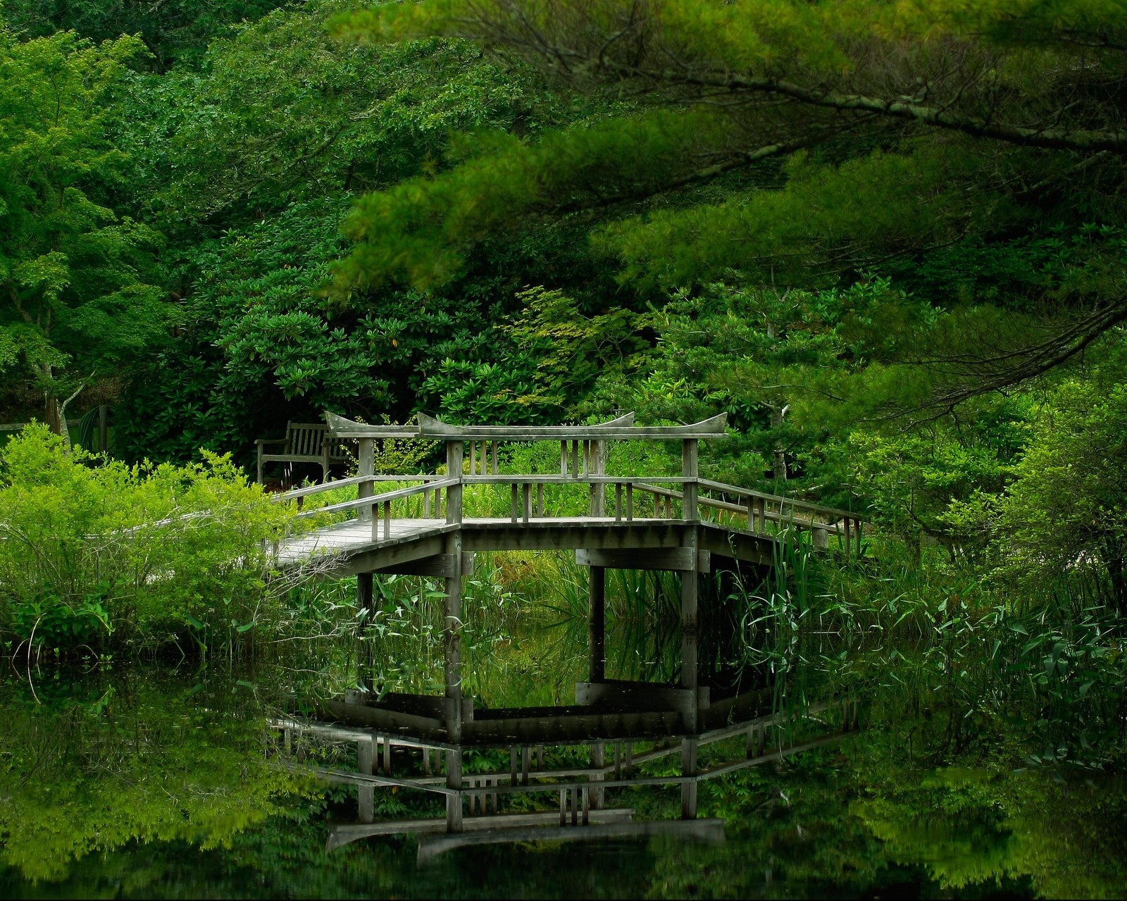 bridge, forest, green, jungle, nature Download Wallpaper