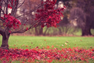 baum, natur, frühling, blatt, blume