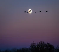 Pássaros em voo contra um céu sereno iluminado pela lua em Belgrado