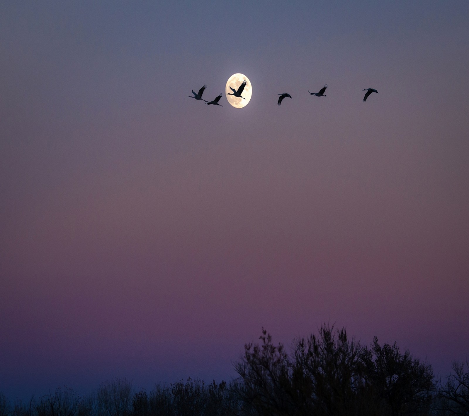 Há três pássaros voando no céu à noite. (abej, beograd, aves)