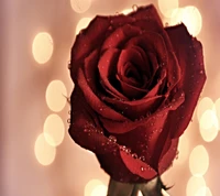 Hermosa rosa roja con gotas de rocío contra un suave fondo bokeh