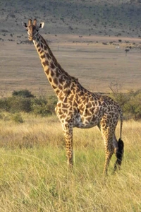 Girafe du Nord broutant dans la savane