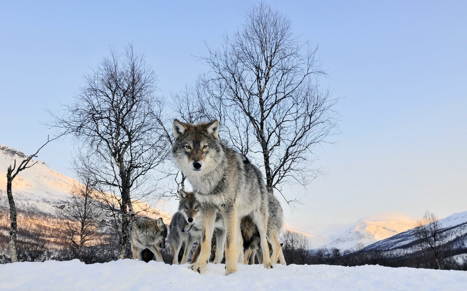 Há dois lobos em pé na neve perto de algumas árvores (fauna, coiote, cão lobo checoslovaco, mamífero semelhante a cão, mamífero)