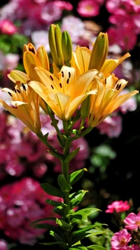 Gelbe Lilie umgeben von bunten Blüten