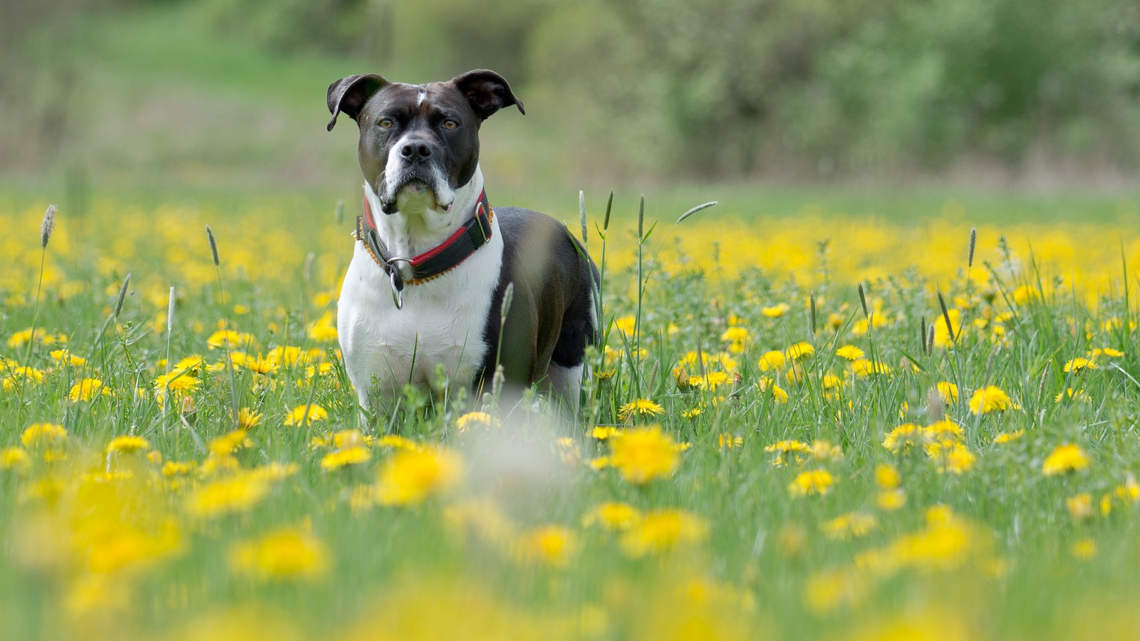 Il y a un chien qui se tient dans l'herbe avec des fleurs (collier de chien, race de chien, prairie, plante, douceur)