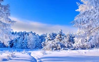 hiver, neige, arbre, nature, givre