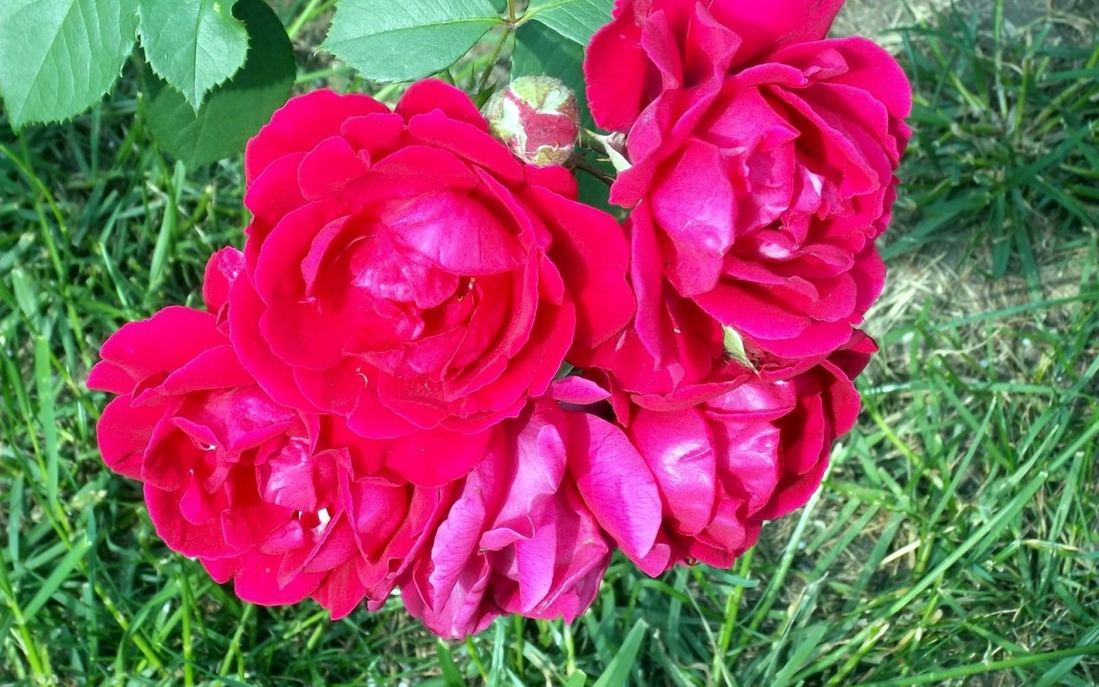 Há duas rosas vermelhas na grama (rosas de jardim, floribunda, jardim de flores, planta com flores, rosa)