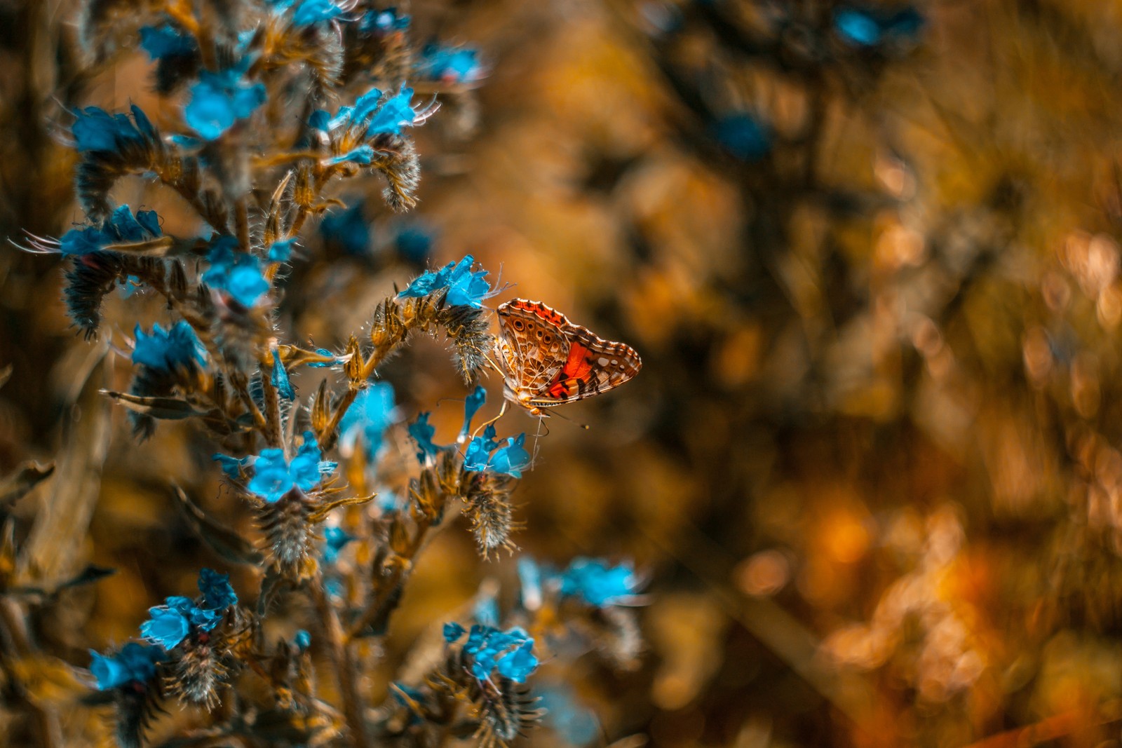 Hay una mariposa que se sienta en una flor en la hierba (insecto, azul, mariposa, planta, primavera)