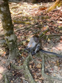 Macaque relajándose entre las raíces de los árboles en la reserva natural