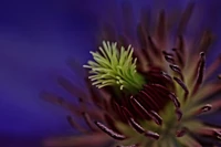 Close-up de uma planta florida roxa vibrante com estames verdes intrincados e pétalas escuras e finas.