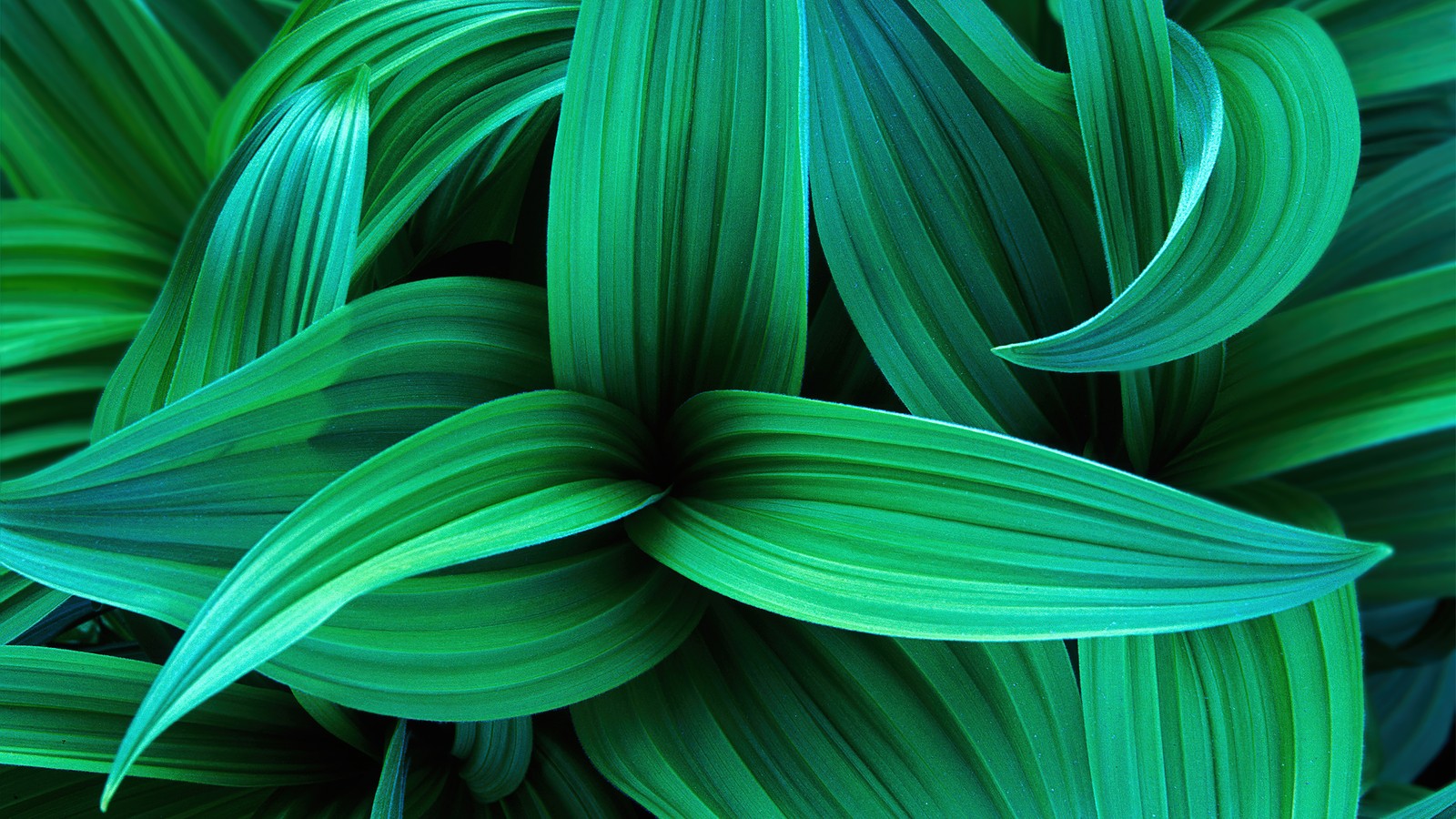 A close up of a green plant with a lot of leaves (green leaves, windows 7, stock, plant, green aesthetic)