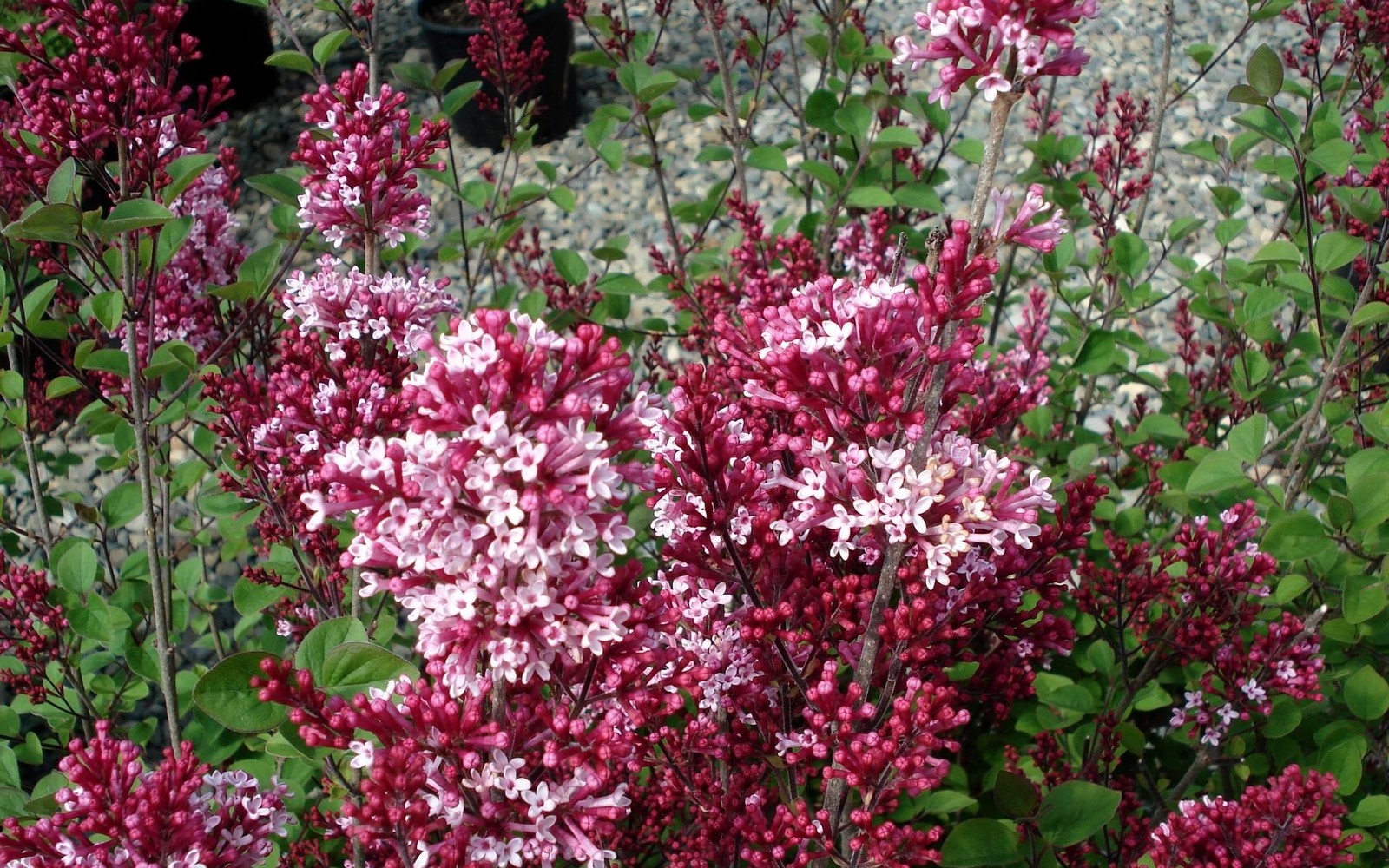 Il y a de nombreuses fleurs de différentes couleurs dans le buisson ensemble (lilas commun, plante à fleurs, plante, printemps, plante couvre sol)