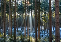 Luz solar filtrándose a través de un bosque de frondosas del norte