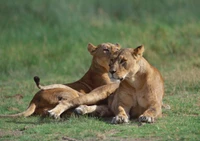 Two lions resting together in a grassy landscape, showcasing a moment of companionship in the wild.