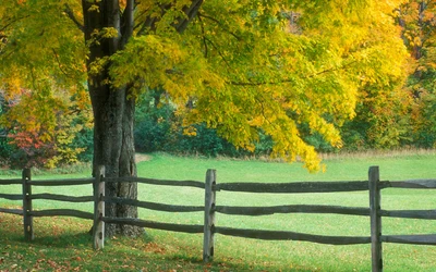 Bosquet d'automne vibrant avec des feuilles jaunes et une clôture rustique